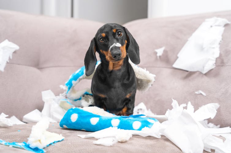 A puppy sits in among some torn up tissues and a chewed-up shoe.