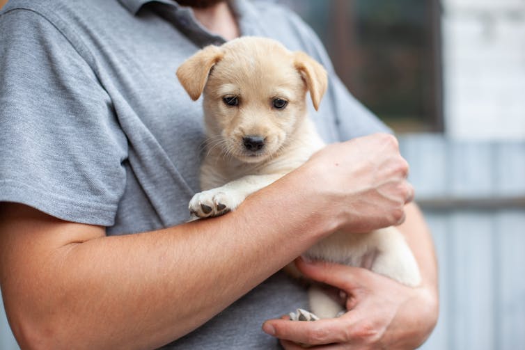 A man holds a baby lab.