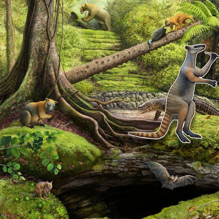 Illustration of a large striped kangaroo in a rainforest.