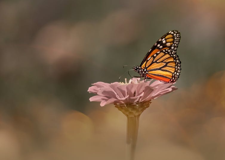 A butterfly on a flower.