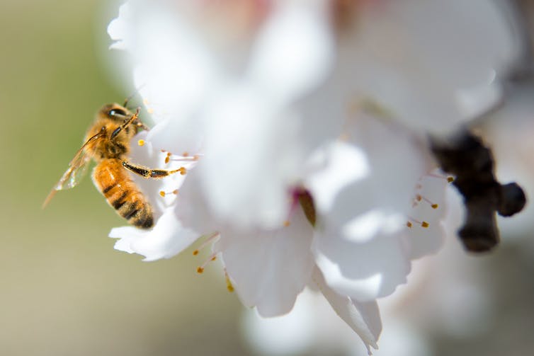 A bee on a large white blossom.