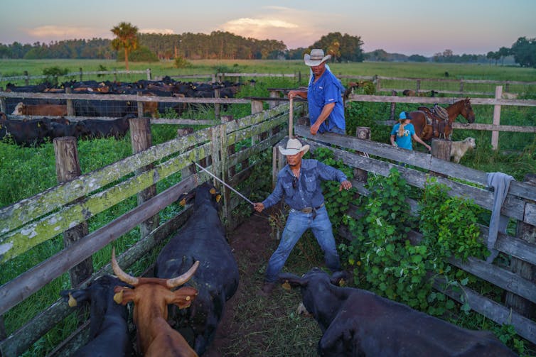 Two men wearing denim and cowboy hats herd cattle
