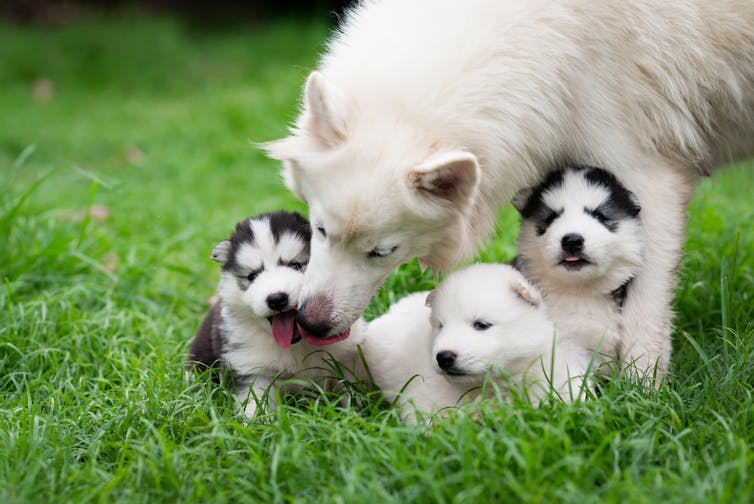 A white husky licks her small puppies.