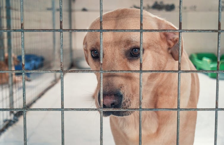 A sad looking labrador in a kennel.