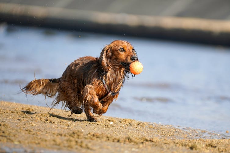 A wet long haired sausage dog tears across beach sand with ball in mouth.