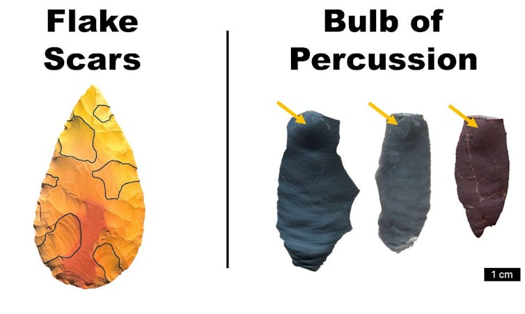 Black outlines surround the places flakes were removed from a teardrop-shaped hand ax. Three examples of a bulge on the flake near where it was struck.