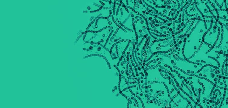 Gut bacteria