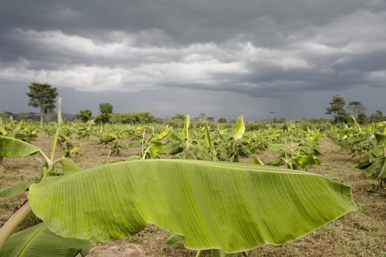Banana plants growing under a grey sky.