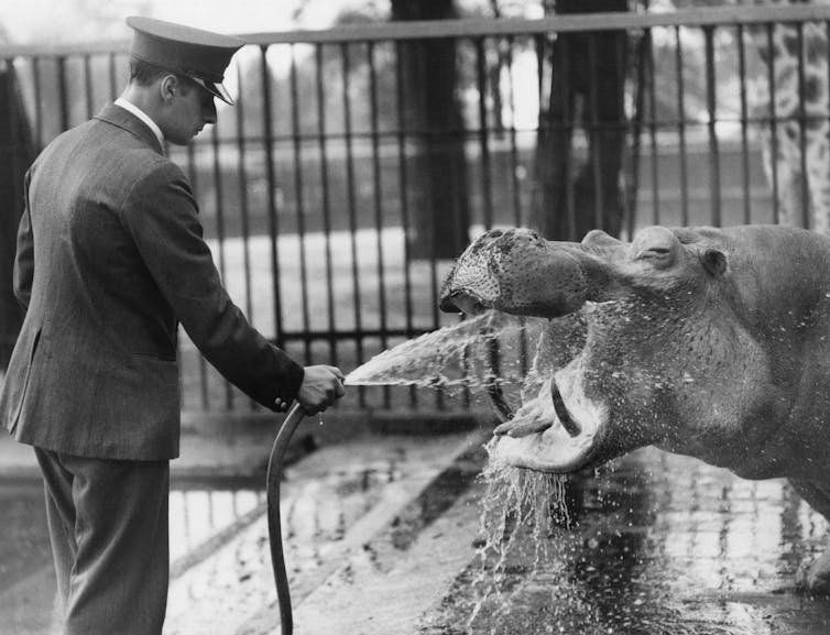 A man wearing a uniform and a hat holds a hose with water coming out of it toward a hippo's mouth in a black and white photo.