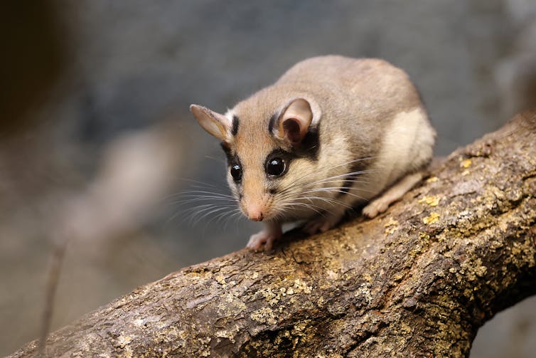 A dormouse on a branch.