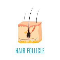 Cross-section diagram of a hair follicle.