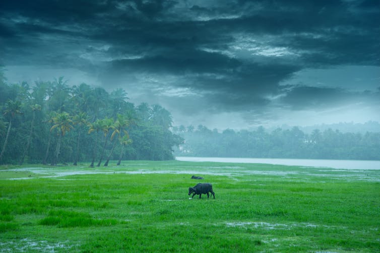 Monsoon rain in Kerala, India, with buffaloes grazing in heavy rain.